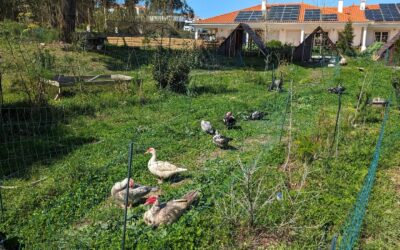 Fresh strip of pasture for the ducks.