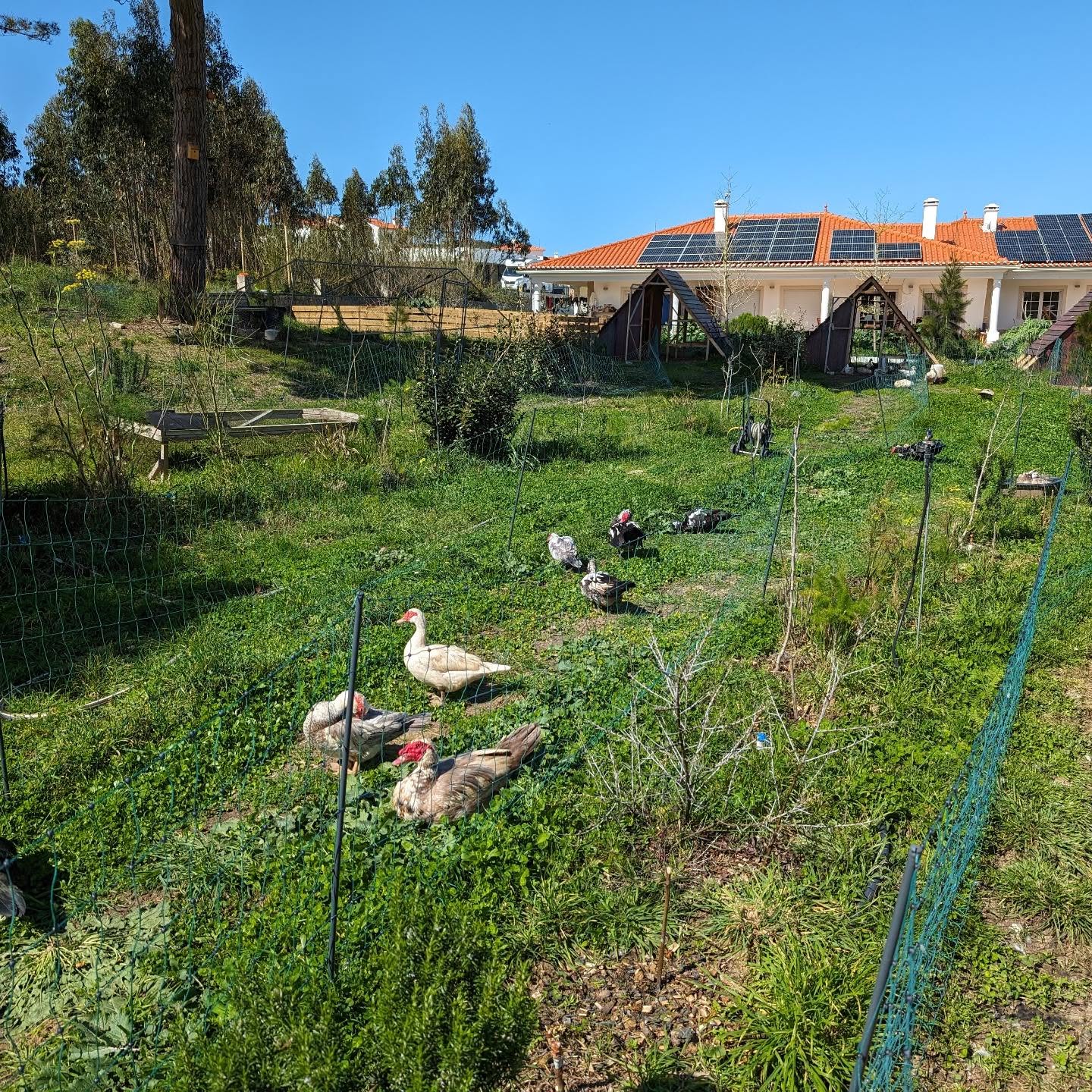 Fresh strip of pasture for the ducks.