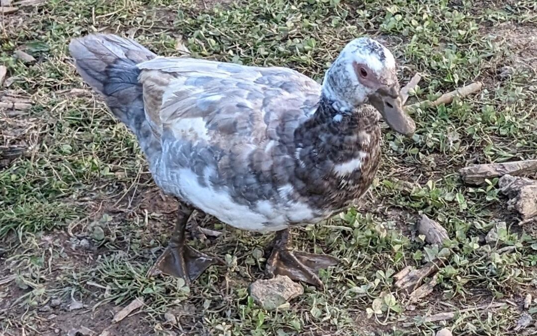 Ducks ❤️ mud!