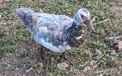 Ducks ❤️ mud!