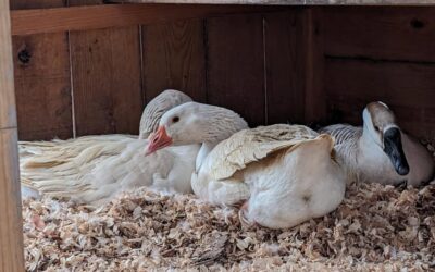 The geese seem to be starting a new nest.