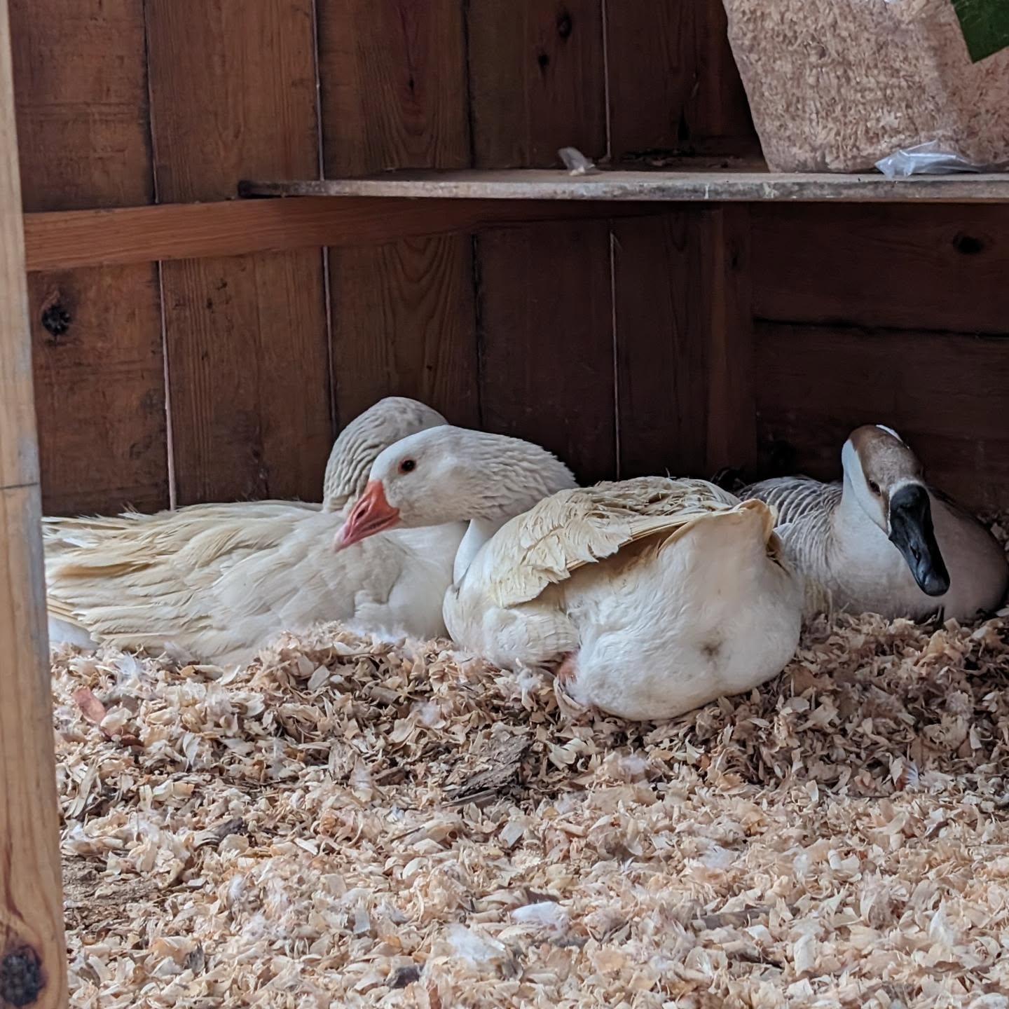 The geese seem to be starting a new nest.