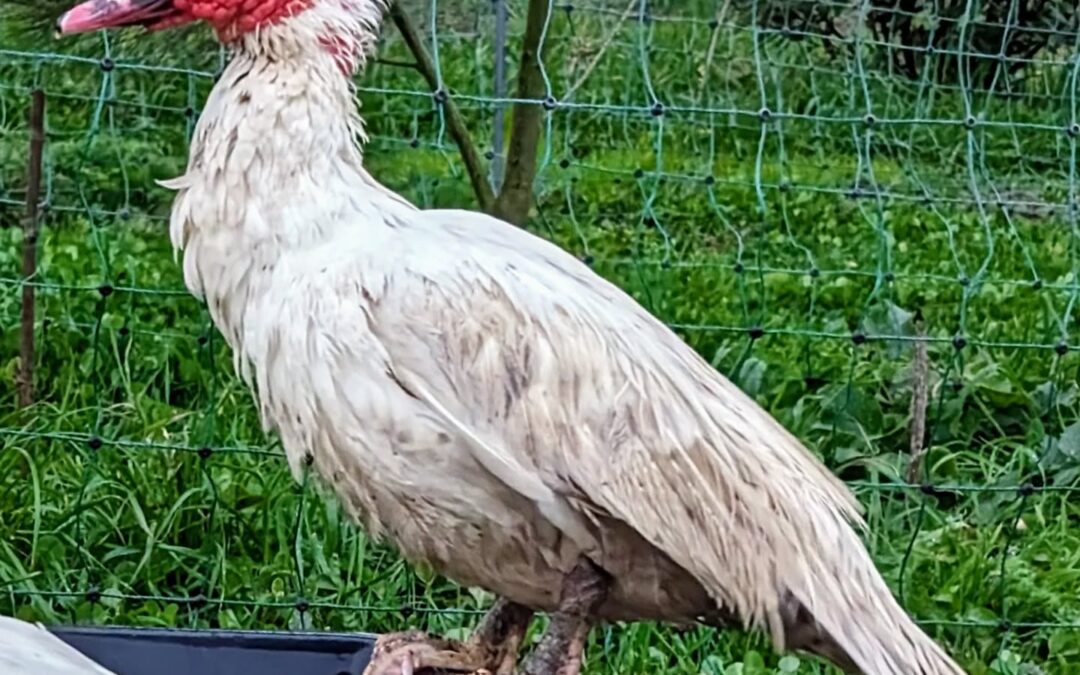 Punk Muscovy drake having a bad hair day.