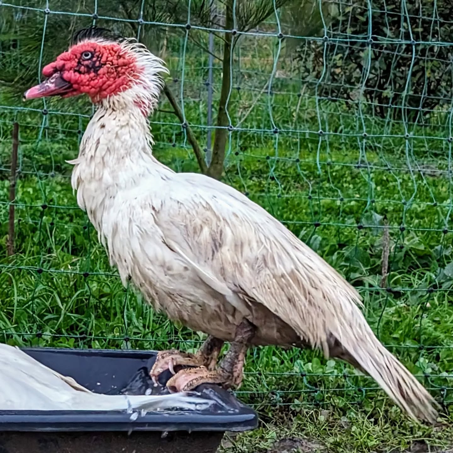 Punk Muscovy drake having a bad hair day.