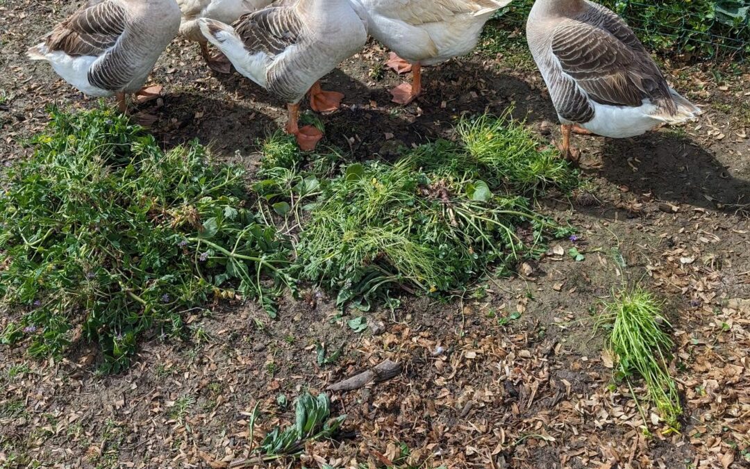 As feared, the goose egg nest didn’t do very well out in the open with all the rain last night.