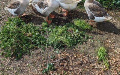 As feared, the goose egg nest didn’t do very well out in the open with all the rain last night.