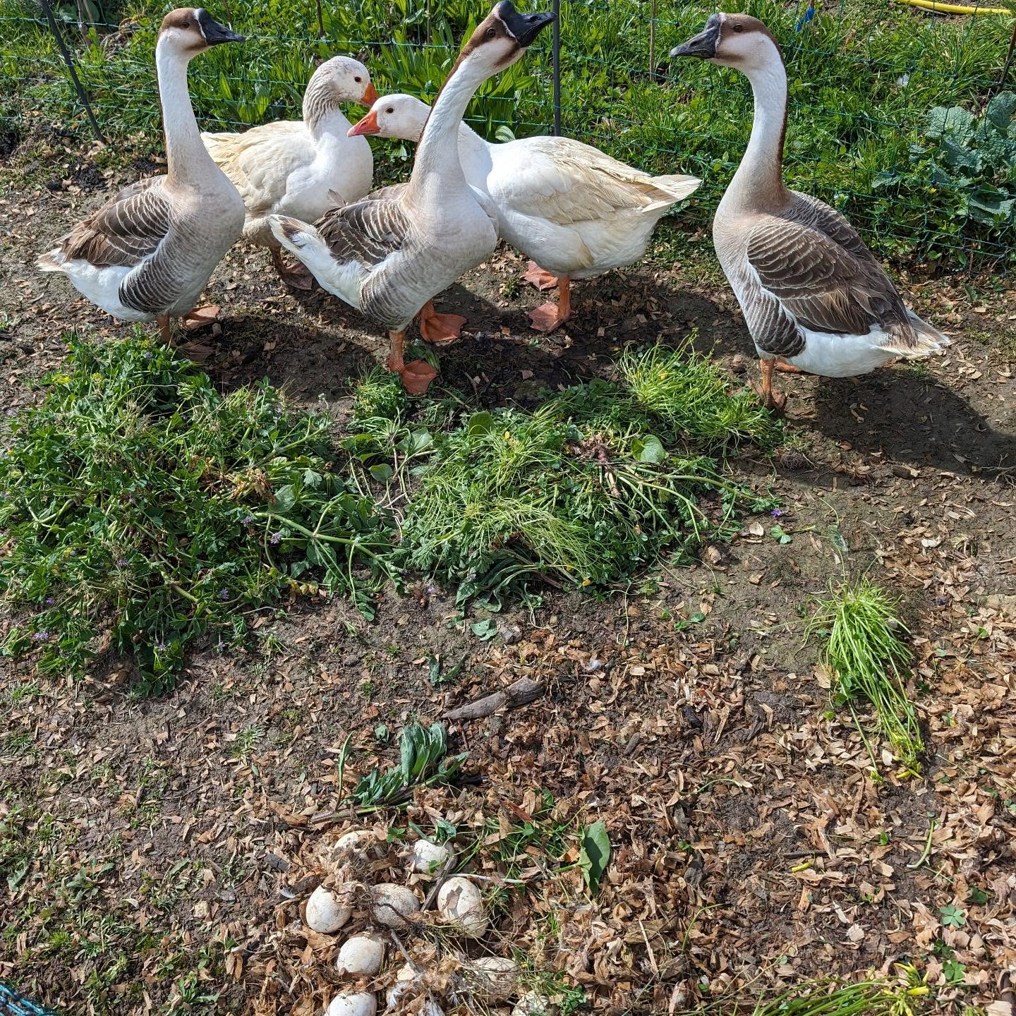 As feared, the goose egg nest didn’t do very well out in the open with all the rain last night.