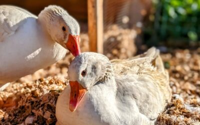 Stay away from our eggs.