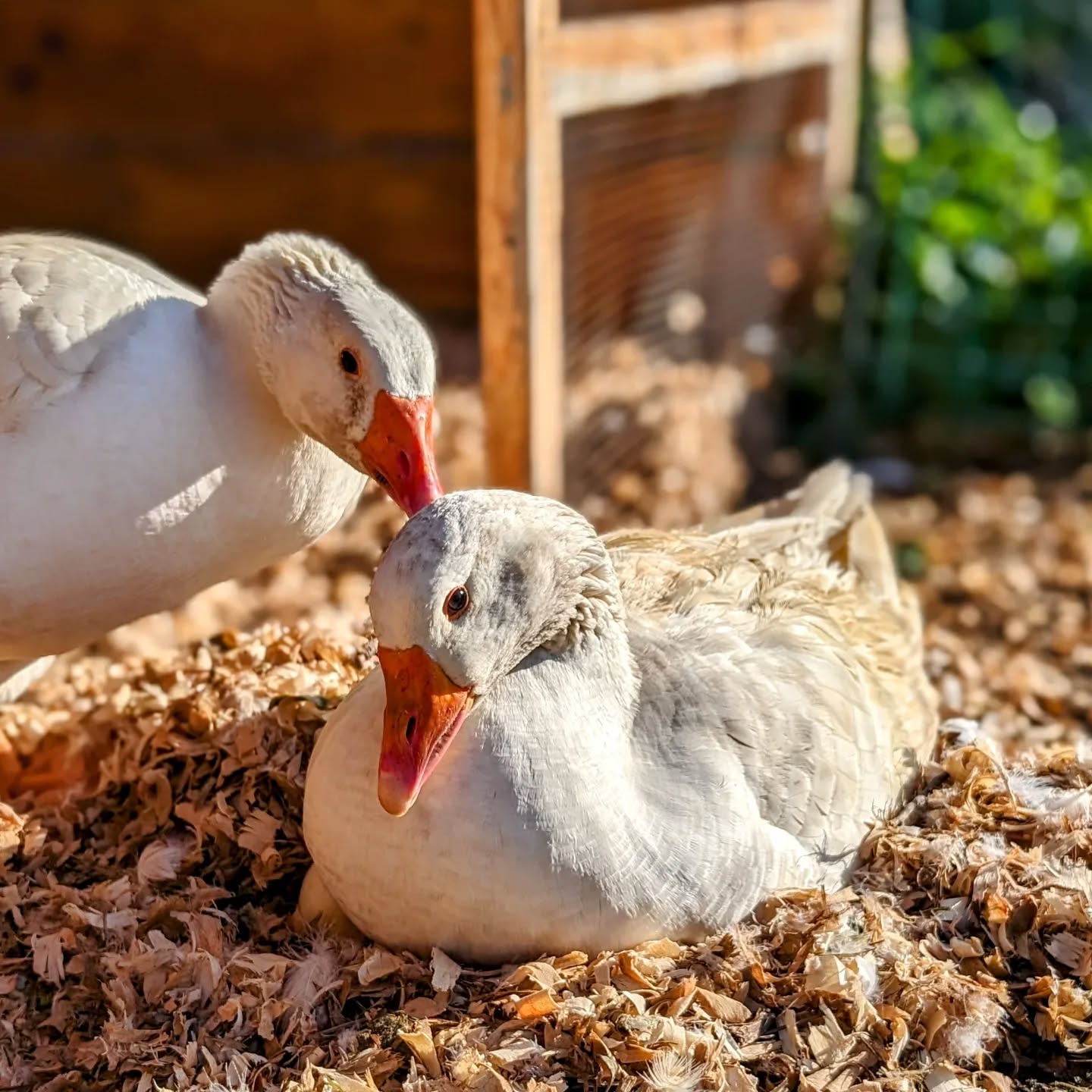 Stay away from our eggs.