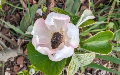 Unknown insect enjoying the nectar of a quince flower.