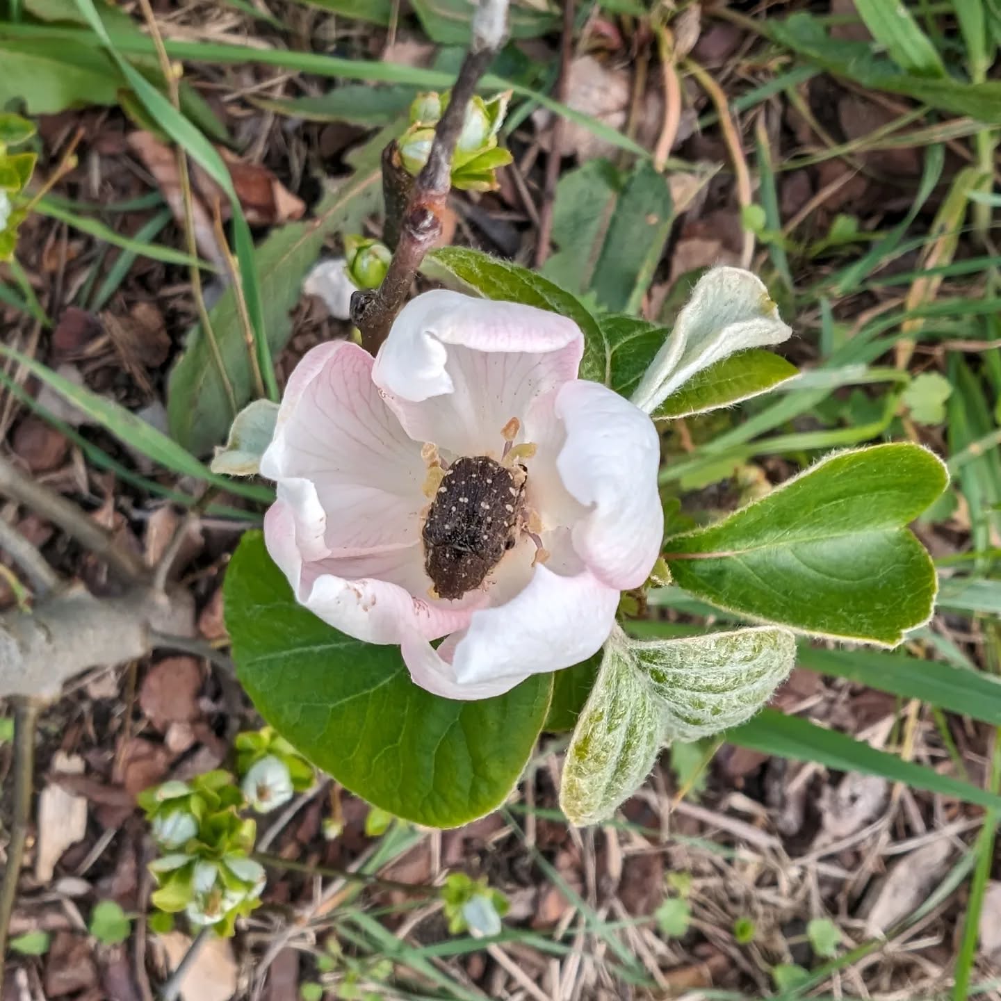 Unknown insect enjoying the nectar of a quince flower.