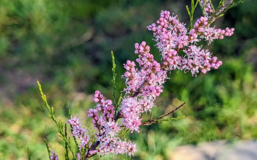 Flowering Tamarisk