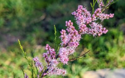 Flowering Tamarisk
