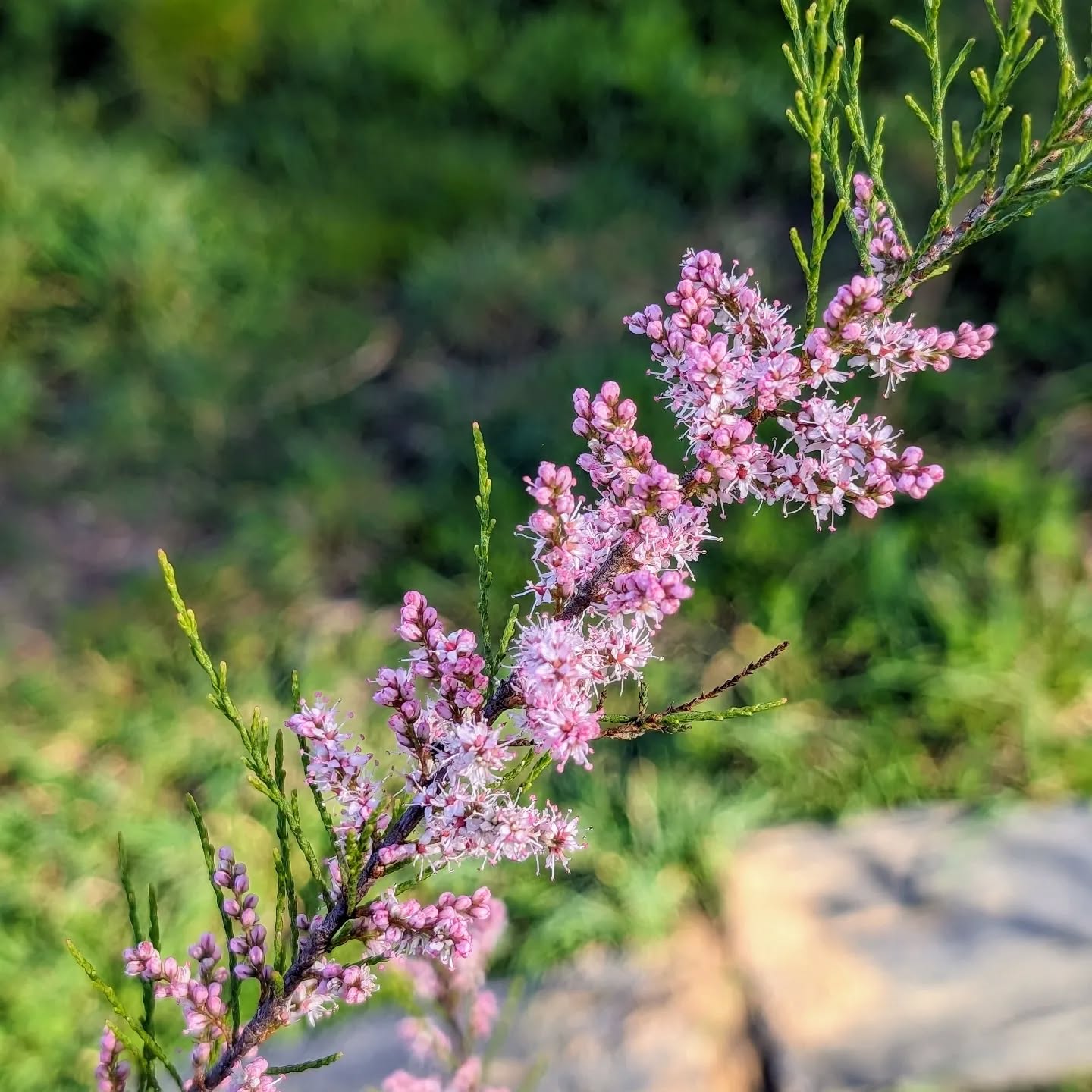 Flowering Tamarisk
