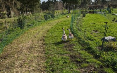 Moving the geese to a fresh strip of pasture. Can you see the difference?