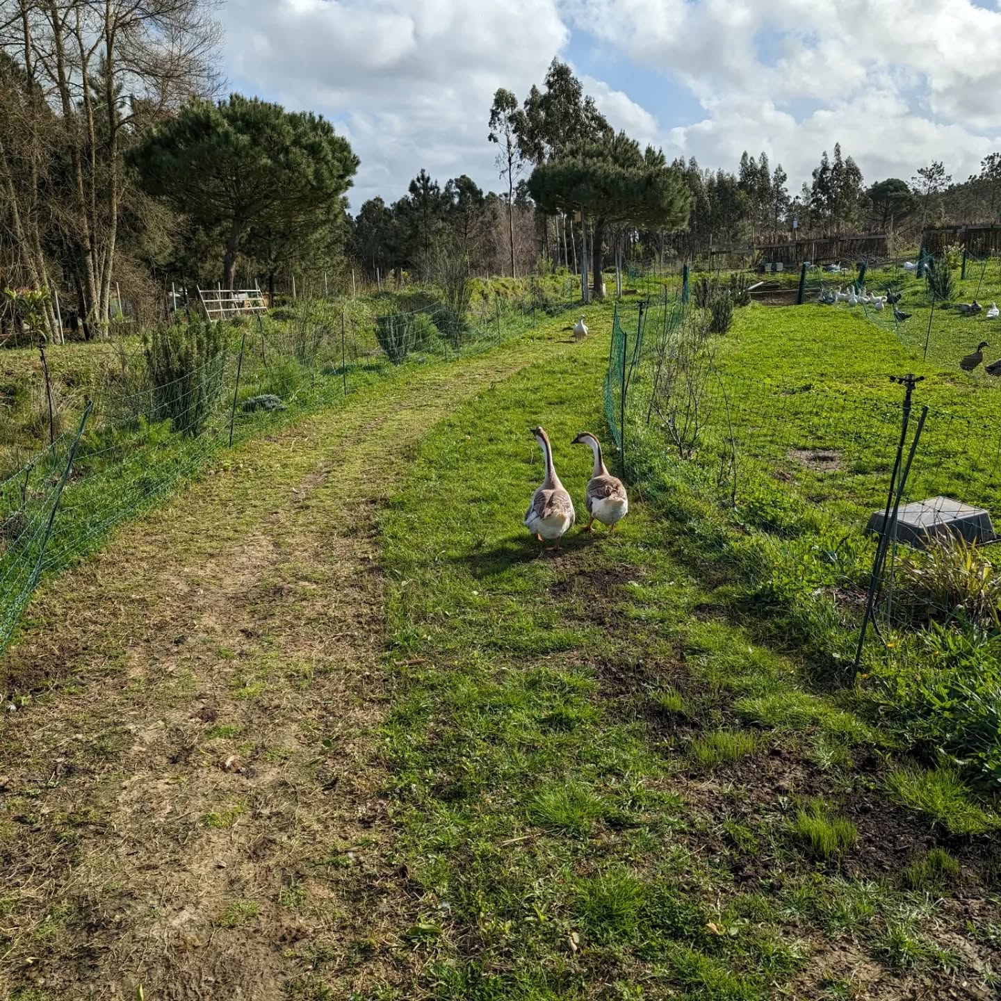 Moving the geese to a fresh strip of pasture. Can you see the difference?