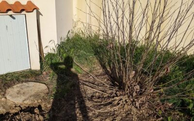 Pruned the shoots from this plane tree that we cut a year ago.