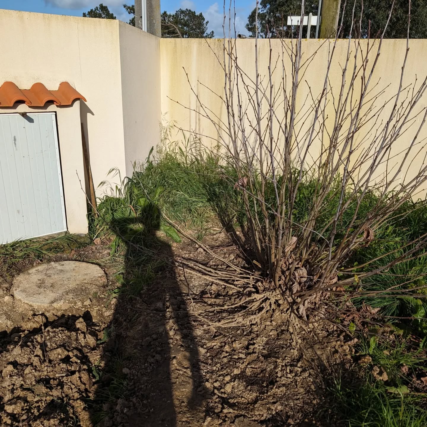 Pruned the shoots from this plane tree that we cut a year ago.
