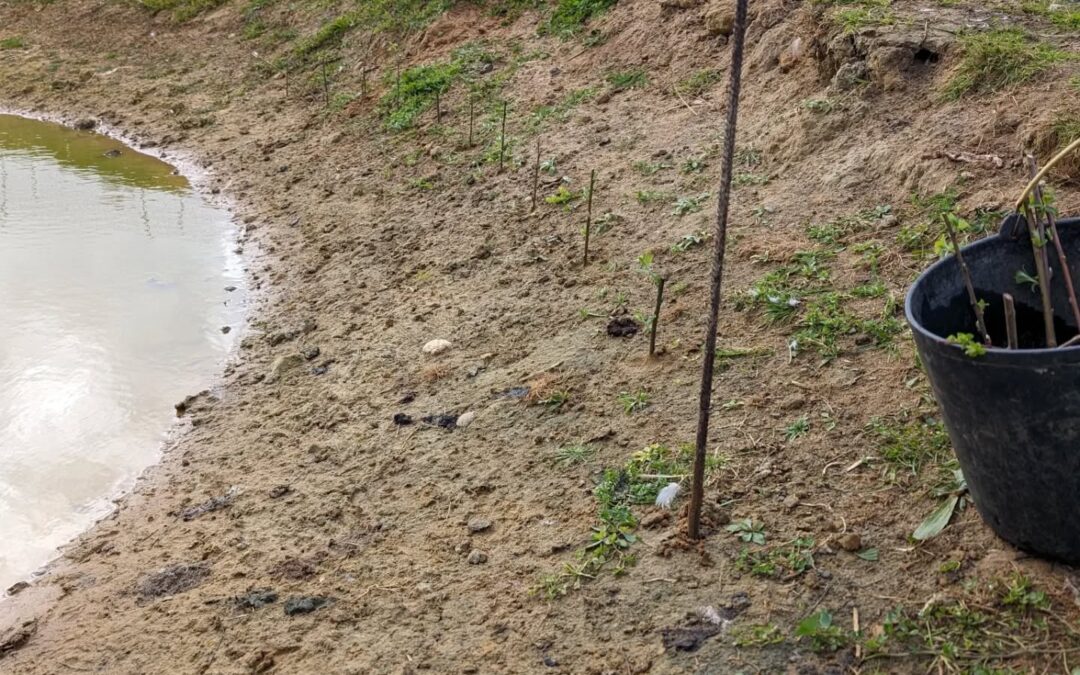 Planted willow, poplar, and plane tree cuttings around the duck pond bank.