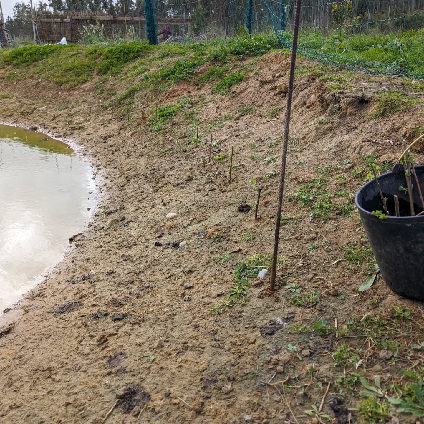 Planted willow, poplar, and plane tree cuttings around the duck pond bank.
