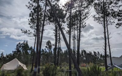 We had very strong winds the last couple of days, and this pine tree was starting to tilt over and looking like it was going to come out of the ground 😯