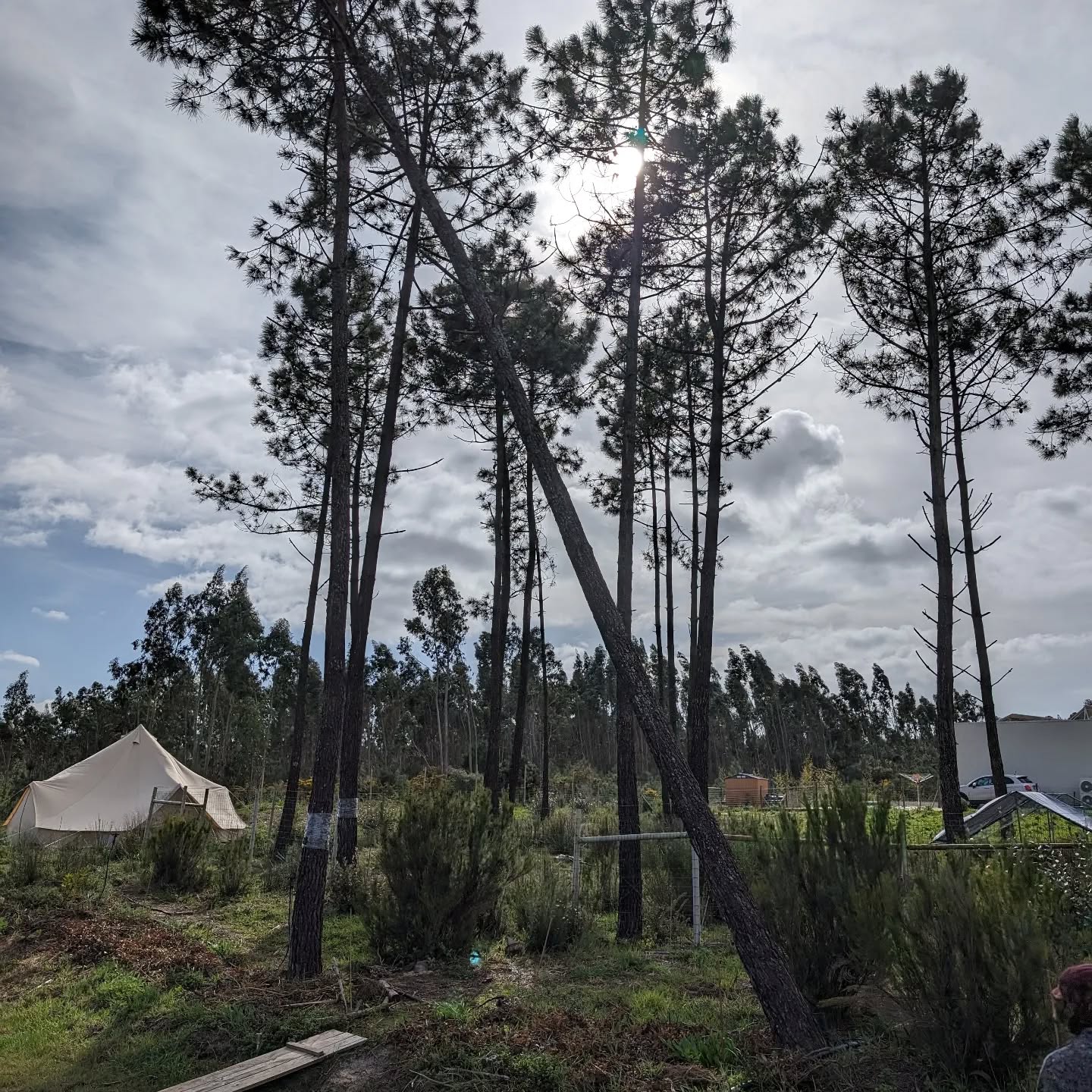 We had very strong winds the last couple of days, and this pine tree was starting to tilt over and looking like it was going to come out of the ground 😯