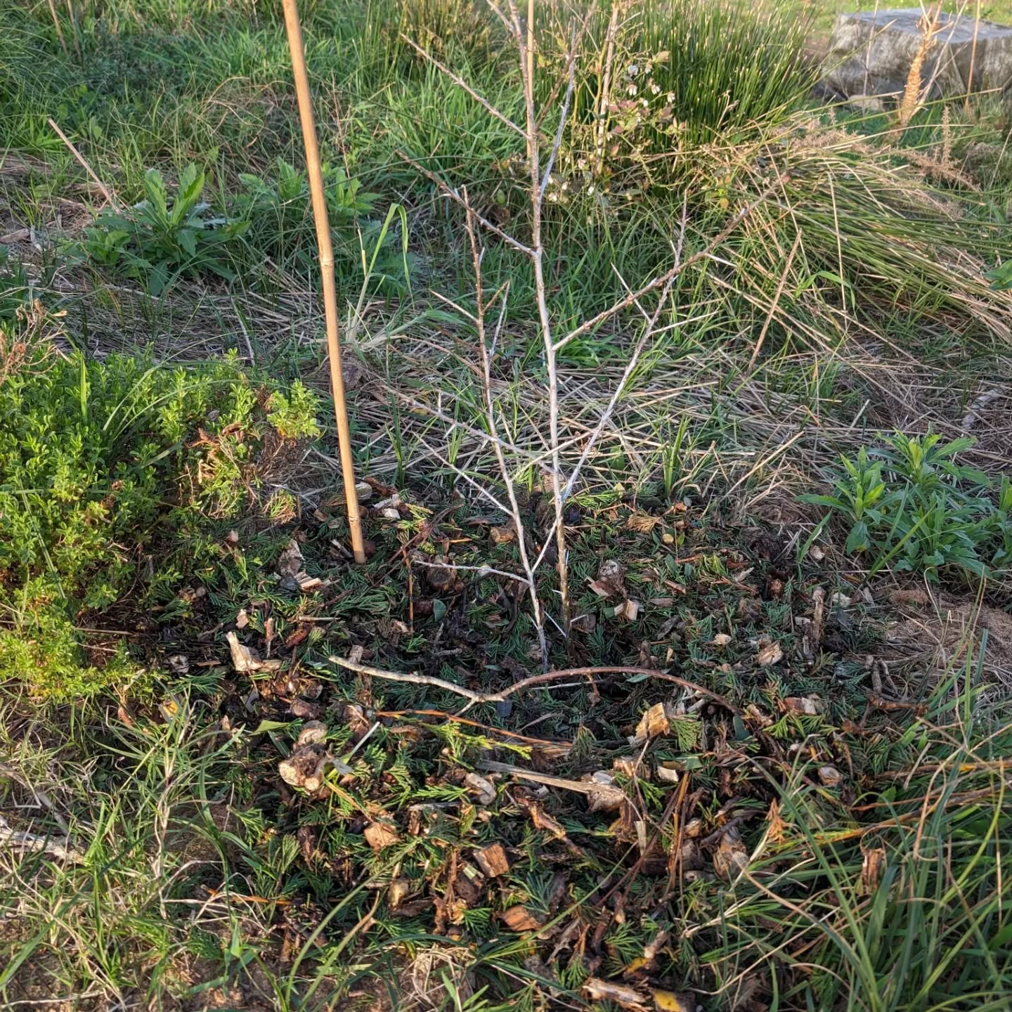 (trying to) catch up with missing mulch for the trees planted in the last month or so. The cat is checking that the job is well done.