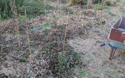 Finished mulching the new berry patch.