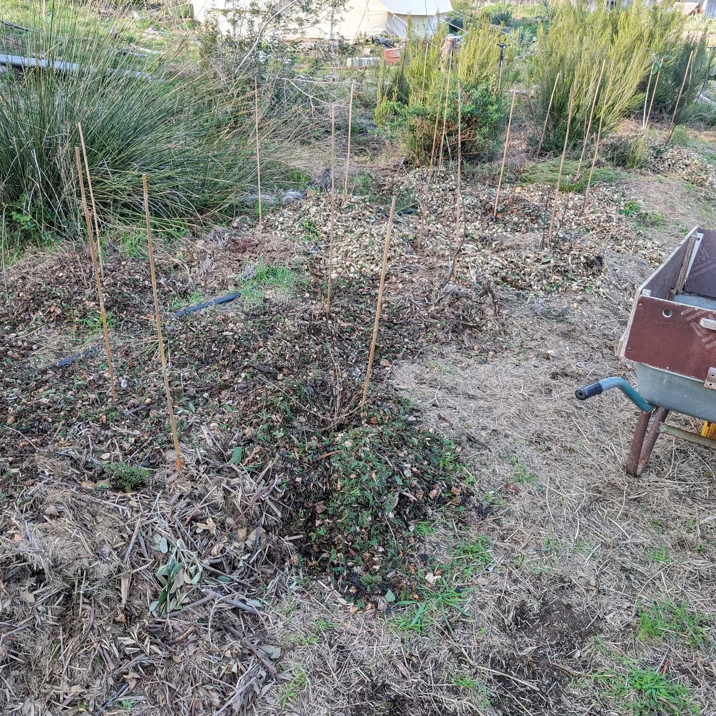 Finished mulching the new berry patch.