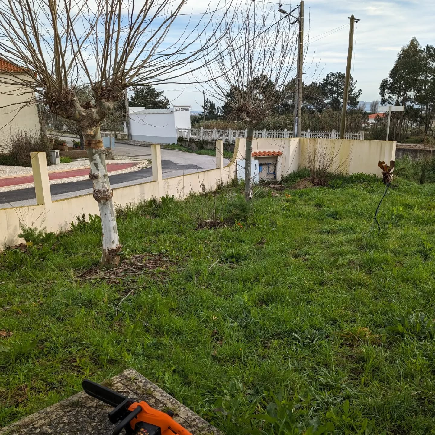 Cutting down the remaining two plane trees (plátanos) 🥺