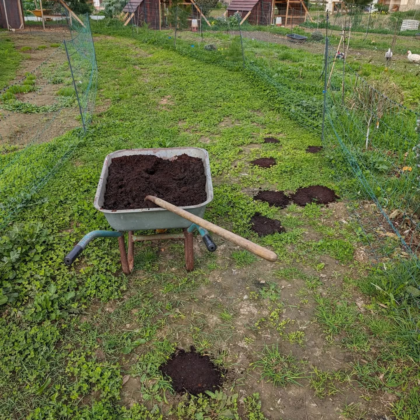 Filling holes in the pasture strips.