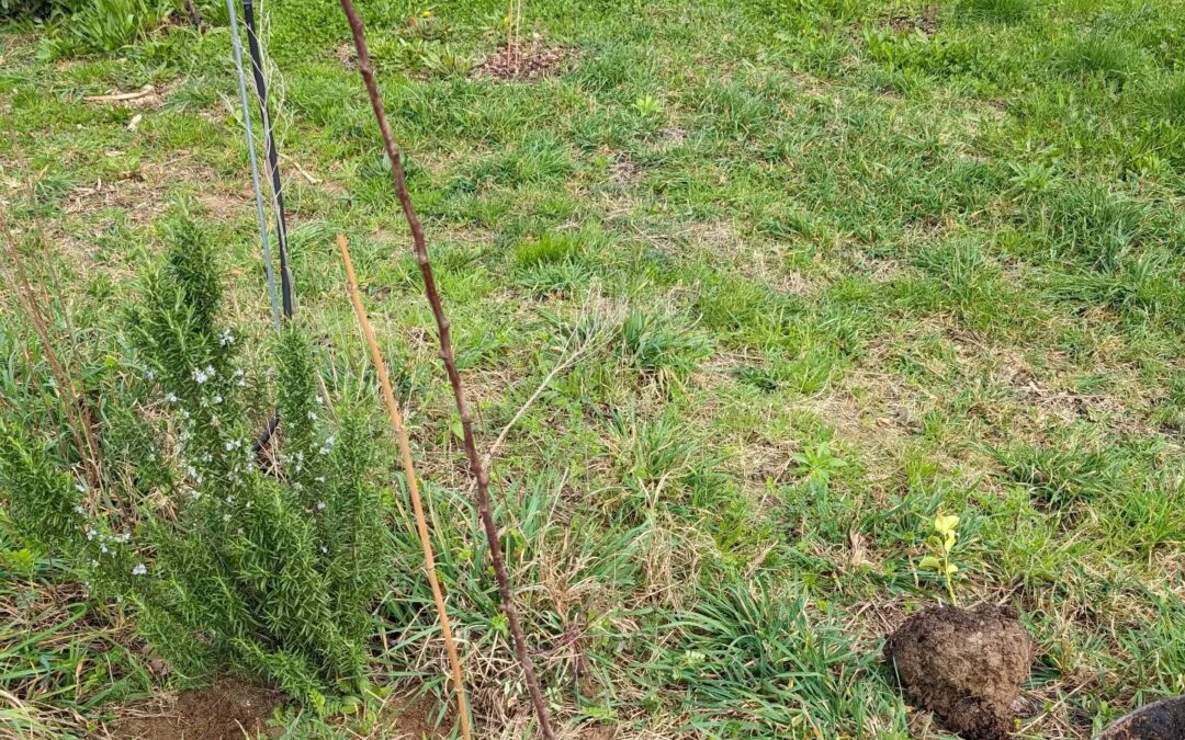 Replaced a couple struggling lemon saplings with a new variety of pears.