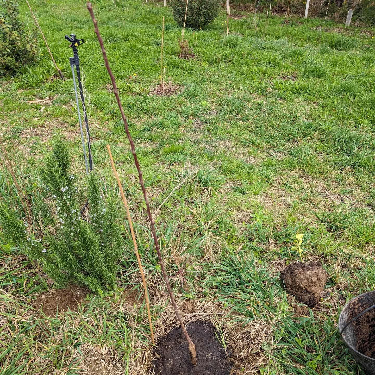 Replaced a couple struggling lemon saplings with a new variety of pears.