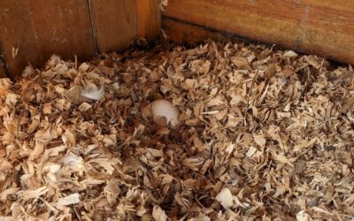 One of the geese laid her first egg!