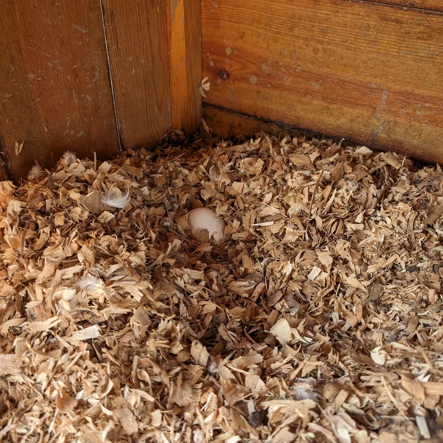 One of the geese laid her first egg!