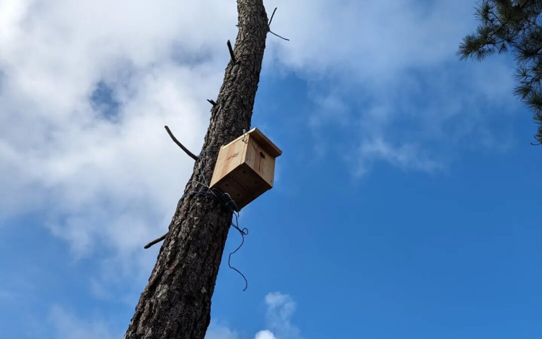 The remaining 3 blue tit nest boxes are now in place.