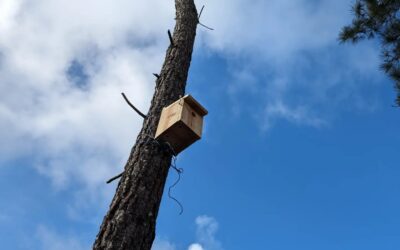The remaining 3 blue tit nest boxes are now in place.