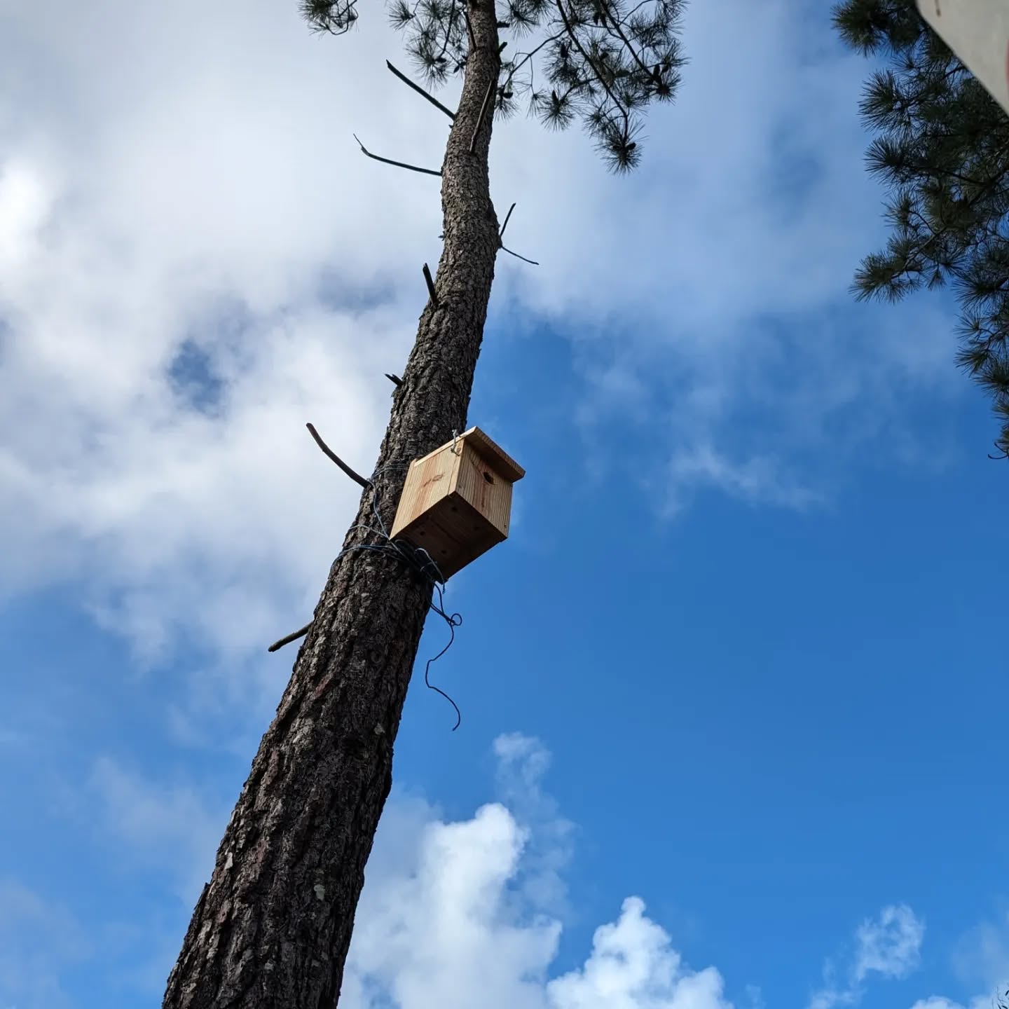 The remaining 3 blue tit nest boxes are now in place.