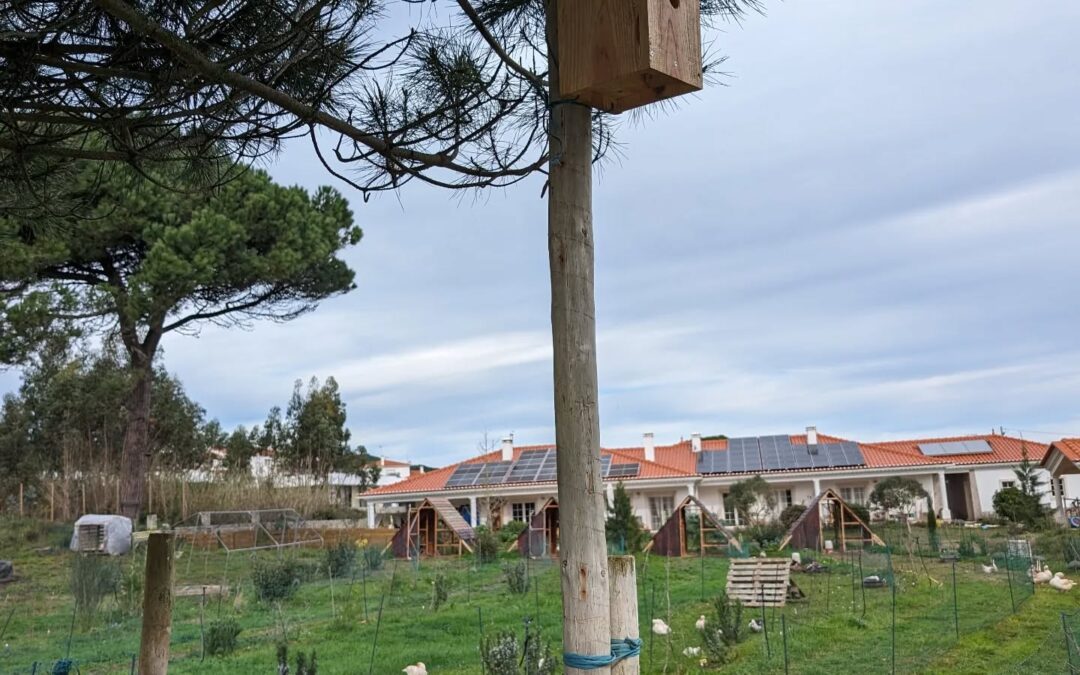 Installed one of the blue tit nest boxes on a pole.
