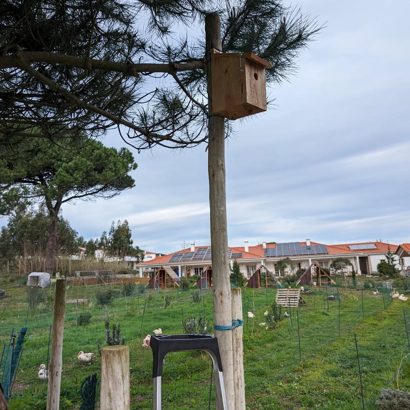 Installed one of the blue tit nest boxes on a pole.
