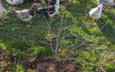 Propagating sea buckthorn (espinheiro marítimo) by digging up and transplanting suckers.