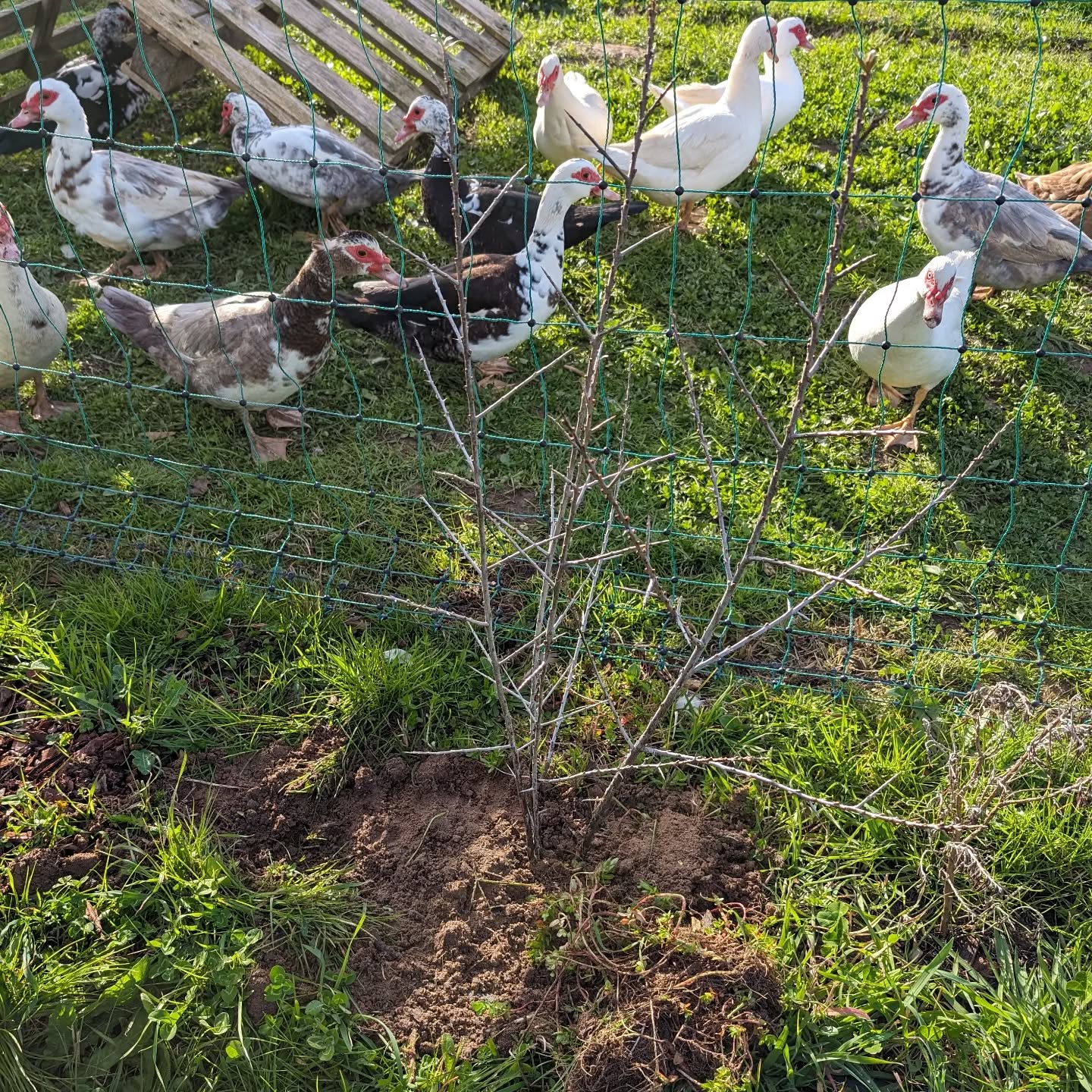 Propagating sea buckthorn (espinheiro marítimo) by digging up and transplanting suckers.