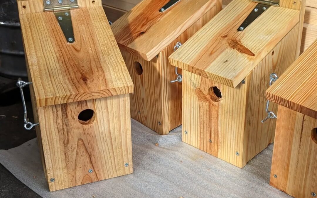 Building blue tit (chapim azul) nest boxes, with some help.