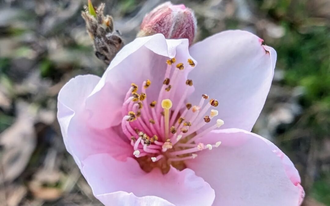 Nectarine flower