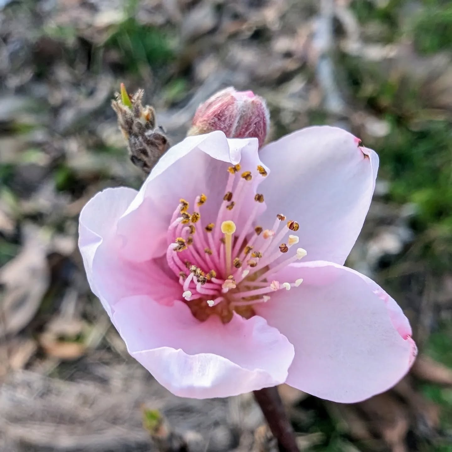 Nectarine flower