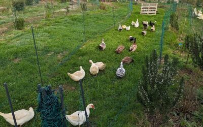 Ducks running into a fresh strip of pasture.