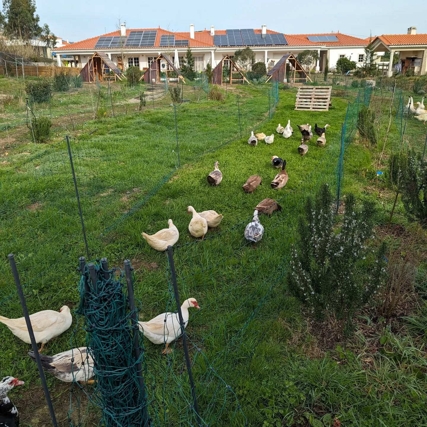 Ducks running into a fresh strip of pasture.