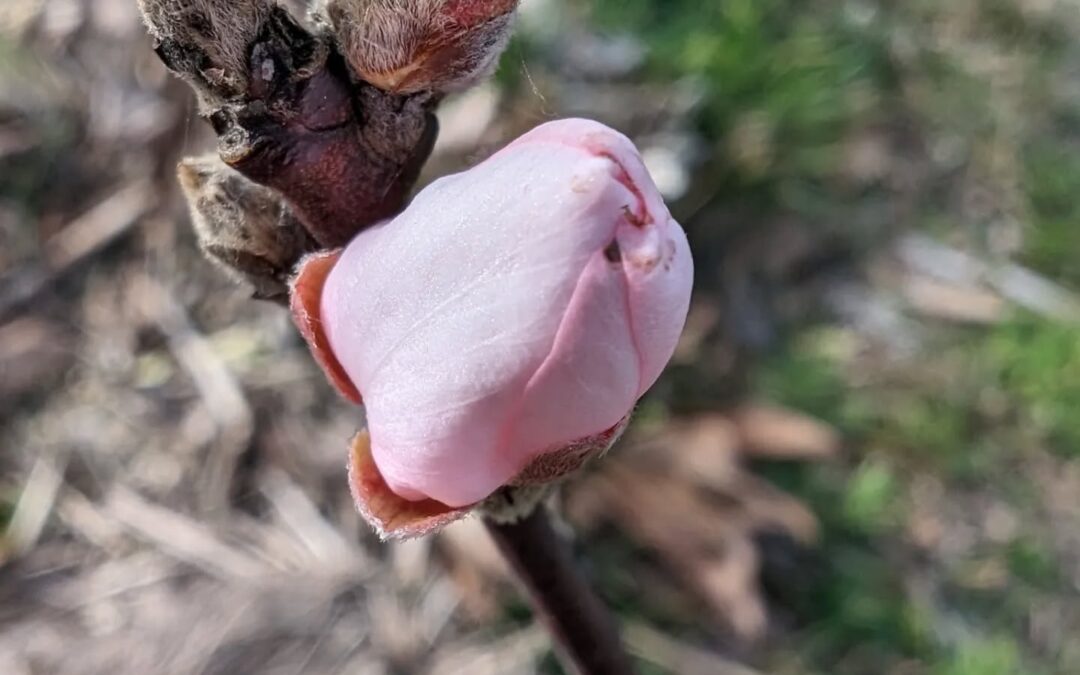 Early spring heralds: nectarine flower bud and already open almond flower.