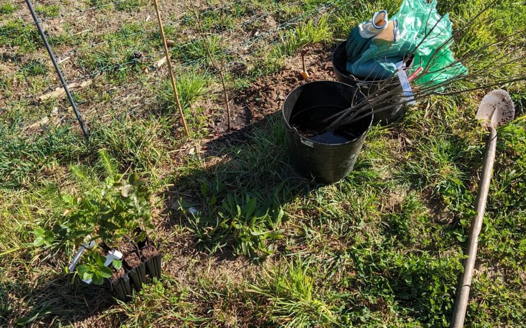 Planting trees: cork oaks, English oaks, and Monterey pines. All inoculated with edible mycorrhizae mushrooms from @aromaseboletos