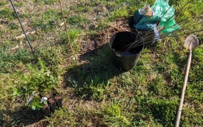 Planting trees: cork oaks, English oaks, and Monterey pines. All inoculated with edible mycorrhizae mushrooms from @aromaseboletos
